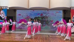 柳州柳邕一小：我为柳州代言——紫荆花