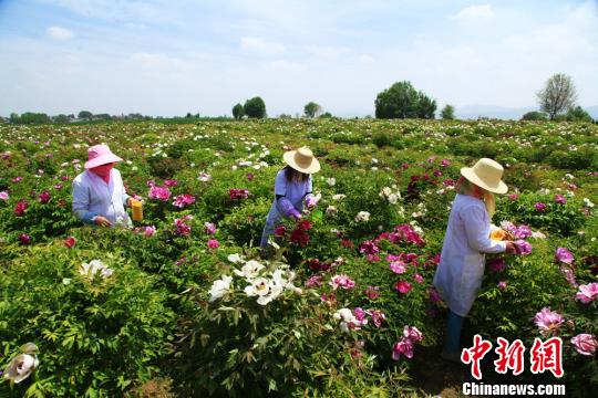 甘肃牡丹花开高原结扶贫“硕果”：浑身是“宝”不愁销
