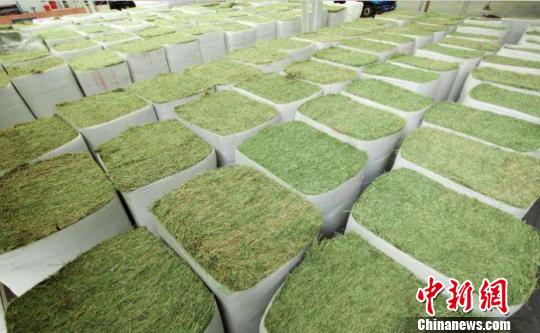 黑龙江将扶持建设5万亩苜蓿种植基地每亩补助600元