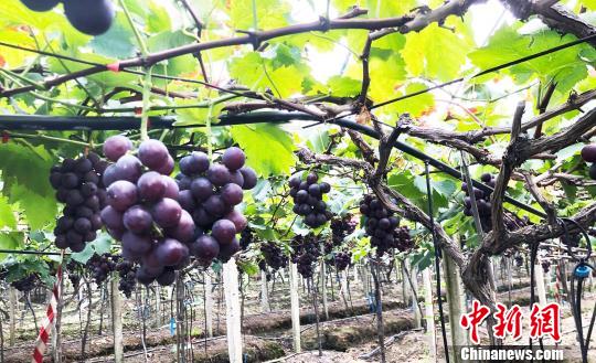 图为葡萄园区,串串紫黑圆润葡萄挂满枝头。 林榕生 摄