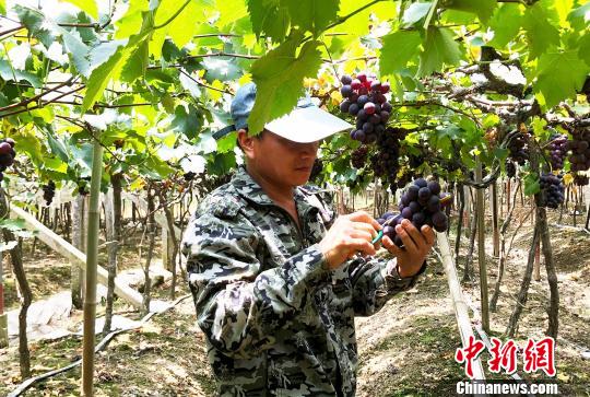 图为果农正在采摘成熟的葡萄。 林榕生 摄
