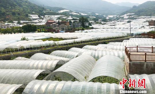 图为一望无际的葡萄园。 林榕生 摄