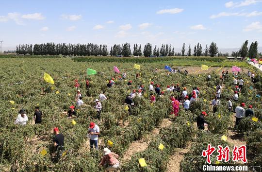 图为客商及游人在田间地头体验枸杞采摘乐趣。　刘玉桃 摄