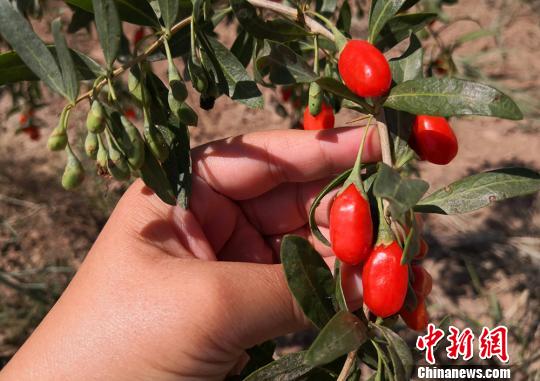 图为枸杞鲜果。　刘玉桃 摄