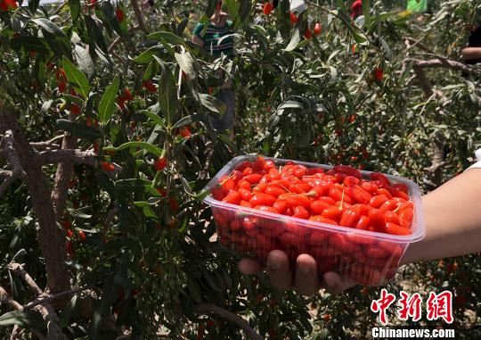图为客商采摘枸杞鲜果。　刘玉桃 摄