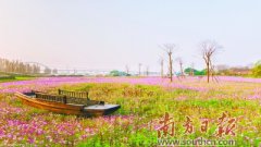 造花海、建民宿、引5G，佛山南海贤鲁岛蝶变为“生态明珠”