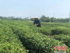 江苏盱眙：产业扶贫为老茶场插上新生“绿色翅膀”
