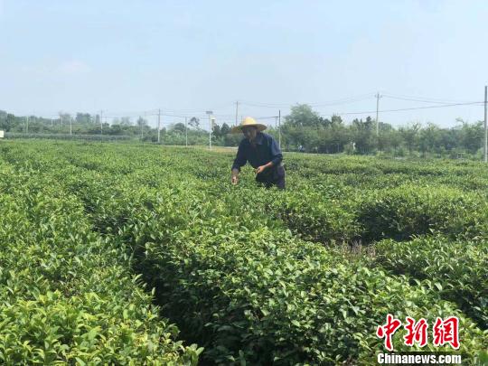江苏盱眙：产业扶贫为老茶场插上新生“绿色翅膀”