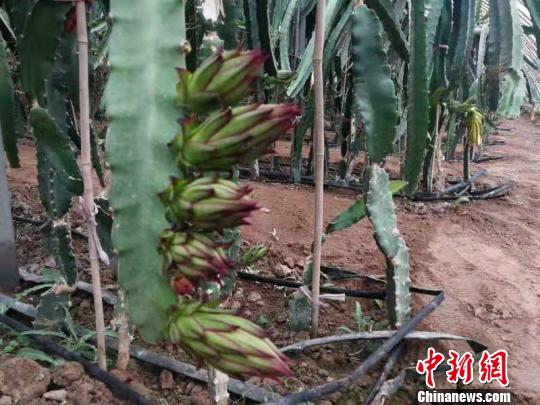 最近，试验田里的火龙果树刚刚开花。　王维宁 摄