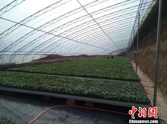 合作社从成立至今，已经育苗1000余万株，产品除了销往周边，还远销太原、晋城、运城等地，带动百余农民增收。　王维宁 摄