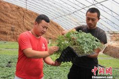 90后小伙返乡研究种菜 育苗1000余万株助百余农民增收