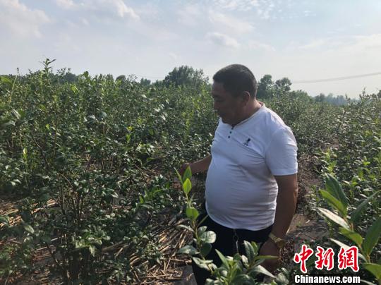 邵泽全查看蓝莓长势。　于从文 摄