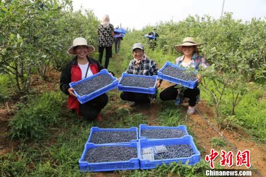 荒坡里长出“花果山”：“果香黑林”炼成记