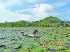 小小芡实叩开致富门