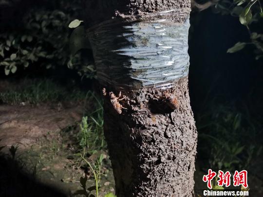 图为金蝉。　郝学娟 摄