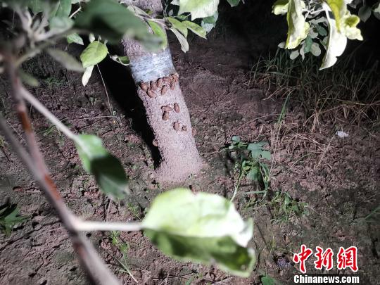 记者当日在该村一农户家的苹果园内看到，每棵苹果树底部都绑了一圈胶带，密密麻麻的金蝉们聚集在胶带下方，试图冲破阻碍。　郝学娟 摄