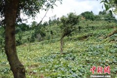 贵州织金猫场镇：皂角树成“摇钱树” 产品远销海内外