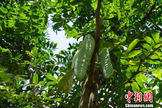 皂角树上结出的皂角。李婧 摄