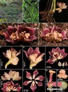 中国科研人员在缅甸发现5个植物新种