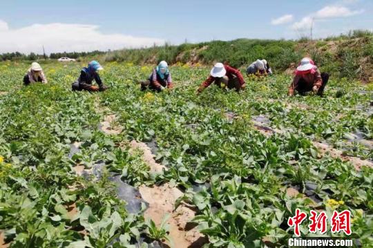 图为甘肃张掖新天镇马均村板蓝根种植基地。(资料图) 王鹏 摄