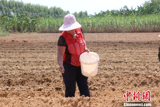 图为农民正在抢种豆角。　林馨 摄