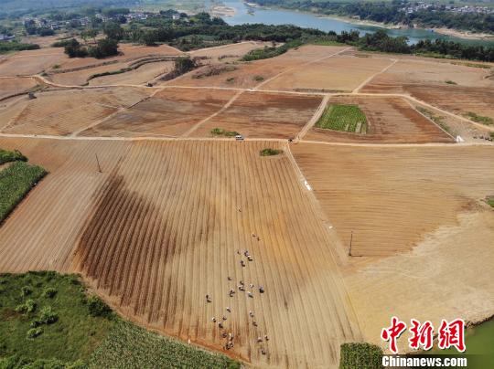 图为航拍300亩蔬菜种植基地。　林馨 摄