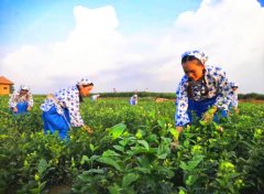 横县组织开展首届世界茉莉花大会暨“一会一节”媒体花乡行