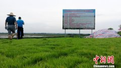 海水稻激活北海千亩良田 曾因海水倒灌丢荒十多年