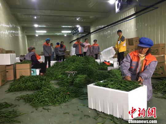 图为村民在冷库中包装辣椒。刘鹏 摄