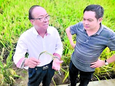谢华安院士(左一)在多倍体水稻繁育基地