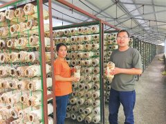 白沙阜龙乡高桂成：秀珍菇撑起“致富伞”