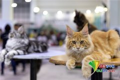 马来西亚举行猫咪展 各类萌猫齐聚一堂