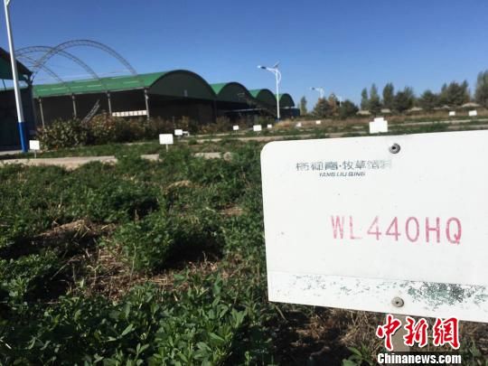 图为金昌市优质牧草试验田。　张婧 摄