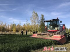 金昌牧草种植面积达25万亩 成为全国商品草基地