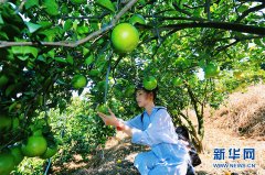 琼中绿橙将于10月26日正式上市
