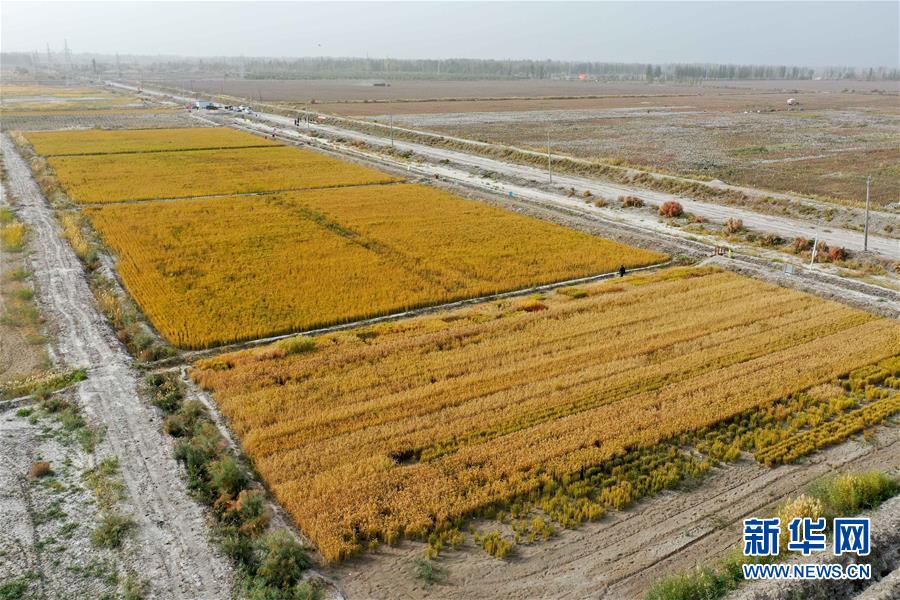 （图文互动）（2）海水稻在塔克拉玛干沙漠边缘测产 亩产546.74公斤