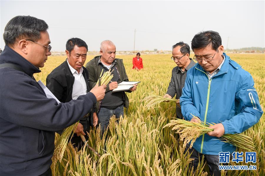 （图文互动）（1）海水稻在塔克拉玛干沙漠边缘测产 亩产546.74公斤