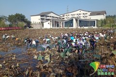 高校师生荷塘采藕近千斤 做近40道菜组成“全藕宴”