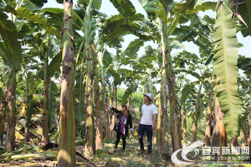 廖小洪、豆海娇正在自家的果园里忙前忙后.JPG