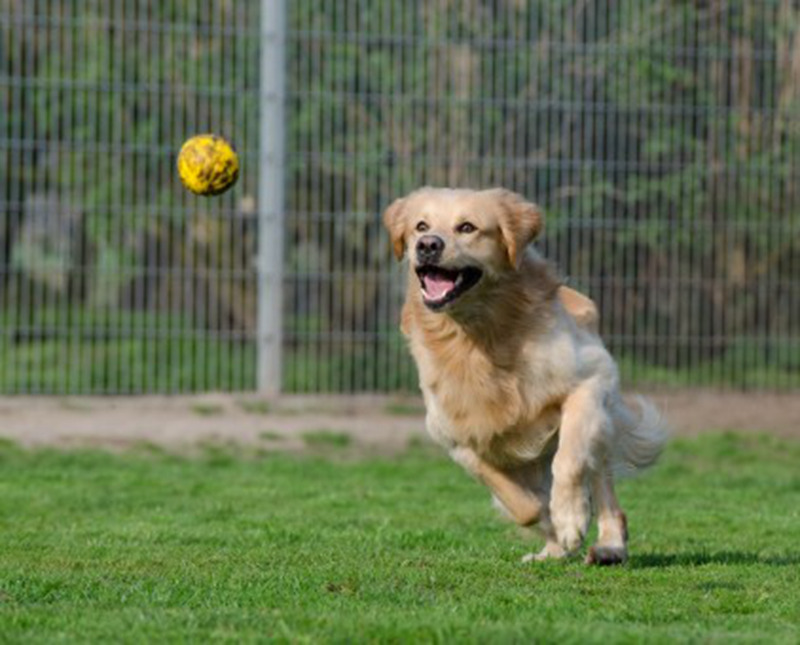 golden_retriever_animal_shelter_dog_pension_kennels_purebred_dog_dog_runs_after_ball_ball_hunting_motion_recording-732863.jpg