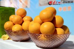 2019柳州市柑橘品牌推介会在即墨举行