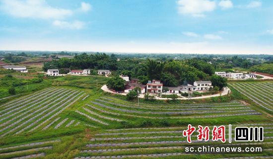 千亩柑橘产业园（服务中心 供图） 