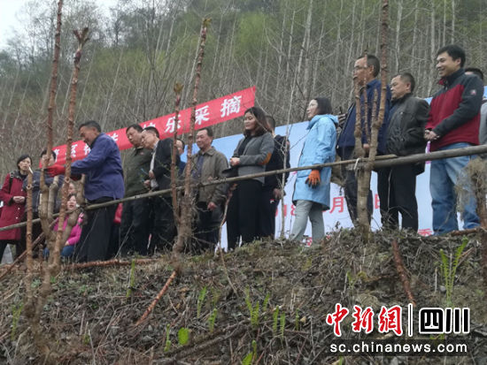 平武县龙安镇莫鱼沟村采摘节。 平武县委宣传部供图