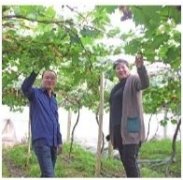 宁德市蕉城区赤溪镇 推广新技术种植冬季葡萄