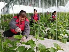 陕西省宝鸡金台区：按下快捷键 跑出加速度 ——金台区金河镇就业扶贫纪实