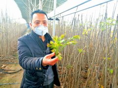 宝鸡市金台区：金河镇洪水沟村的香椿熟了!还等什么!
