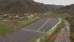  陕西柞水县：“小木耳 大产业” 野森林助力柞水拔“穷”根
