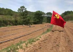  陕西麟游：学史力行办实事田间地头党旗飘